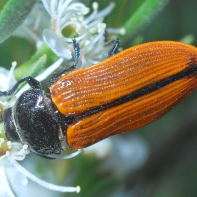 Castiarina rufipennis (Jewel beetle) at Black Mountain - 4 Dec 2020 by Harrisi