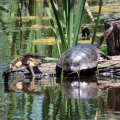 Chelodina longicollis (Eastern Long-necked Turtle) at Jerrabomberra Wetlands - 4 Dec 2020 by RodDeb