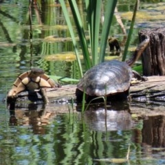 Chelodina longicollis at Fyshwick, ACT - 4 Dec 2020 12:11 PM