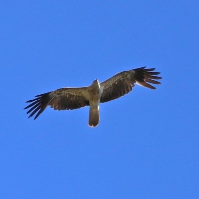 Haliastur sphenurus (Whistling Kite) at Fyshwick, ACT - 4 Dec 2020 by RodDeb