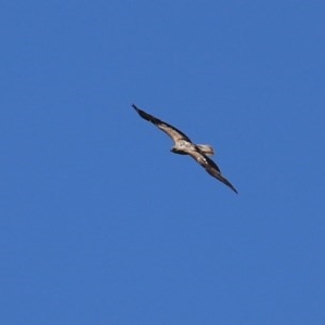 Haliastur sphenurus at Fyshwick, ACT - 4 Dec 2020