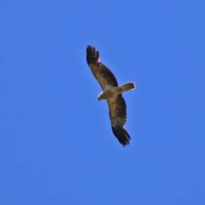 Haliastur sphenurus at Fyshwick, ACT - 4 Dec 2020