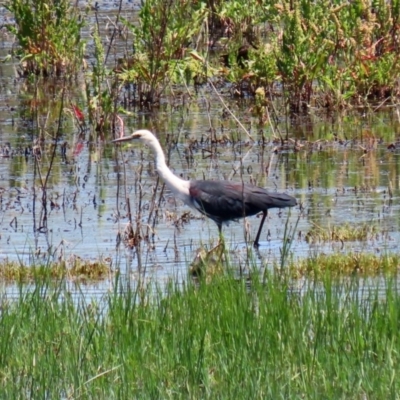 Ardea pacifica (White-necked Heron) at Fyshwick, ACT - 4 Dec 2020 by RodDeb