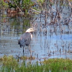 Ardea pacifica at Fyshwick, ACT - 4 Dec 2020 11:20 AM