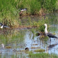 Ardea pacifica at Fyshwick, ACT - 4 Dec 2020