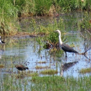 Ardea pacifica at Fyshwick, ACT - 4 Dec 2020 11:20 AM