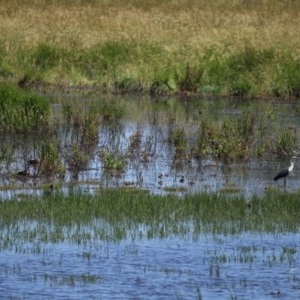 Ardea pacifica at Fyshwick, ACT - 4 Dec 2020 11:20 AM