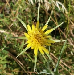 Tragopogon dubius (Goatsbeard) at Mount Painter - 3 Dec 2020 by drakes