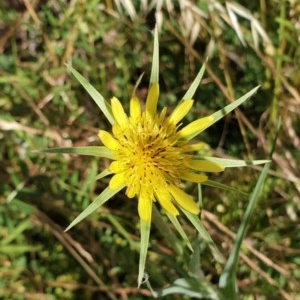 Tragopogon dubius at Cook, ACT - 4 Dec 2020