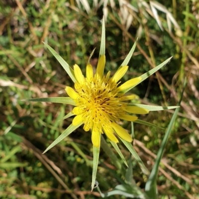 Tragopogon dubius (Goatsbeard) at Cook, ACT - 4 Dec 2020 by drakes