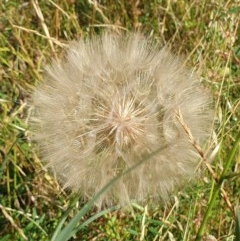 Tragopogon dubius at Cook, ACT - 4 Dec 2020