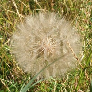 Tragopogon dubius at Cook, ACT - 4 Dec 2020