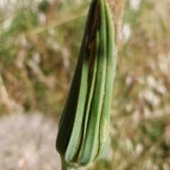 Tragopogon dubius at Cook, ACT - 4 Dec 2020