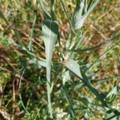 Tragopogon dubius at Cook, ACT - 4 Dec 2020