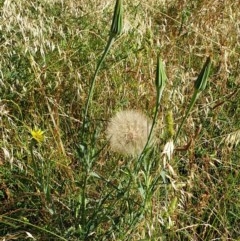 Tragopogon dubius at Cook, ACT - 4 Dec 2020