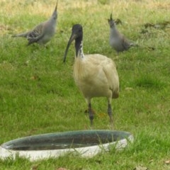 Threskiornis molucca (Australian White Ibis) at Macarthur, ACT - 5 Dec 2020 by RodDeb