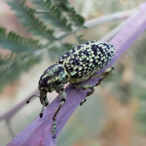 Chrysolopus spectabilis at Gundaroo, NSW - 5 Dec 2020