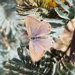 Jalmenus icilius (Amethyst Hairstreak) at Gundaroo, NSW - 5 Dec 2020 by MatthewFrawley