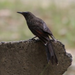 Anthochaera chrysoptera (Little Wattlebird) at Broulee Moruya Nature Observation Area - 5 Dec 2020 by LisaH