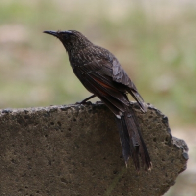 Anthochaera chrysoptera (Little Wattlebird) at Broulee Moruya Nature Observation Area - 5 Dec 2020 by LisaH