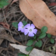 Brunoniella pumilio (Dwarf Blue Trumpet) at Moruya, NSW - 5 Dec 2020 by LisaH