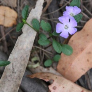 Brunoniella pumilio at Moruya, NSW - suppressed