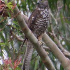 Accipiter fasciatus (Brown Goshawk) at Broulee Moruya Nature Observation Area - 5 Dec 2020 by LisaH