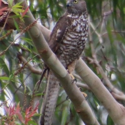 Tachyspiza fasciata (Brown Goshawk) at Moruya, NSW - 5 Dec 2020 by LisaH