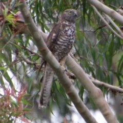 Tachyspiza fasciata at Moruya, NSW - suppressed