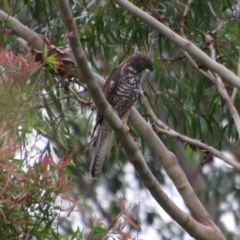 Tachyspiza fasciata at Moruya, NSW - suppressed