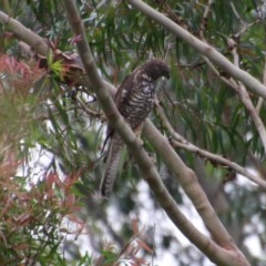 Tachyspiza fasciata at Moruya, NSW - 5 Dec 2020