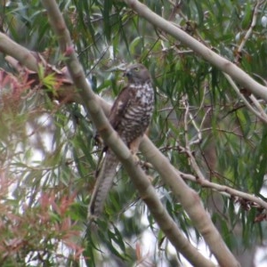 Tachyspiza fasciata at Moruya, NSW - suppressed