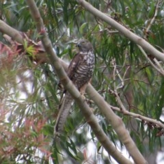 Accipiter fasciatus at Moruya, NSW - 5 Dec 2020