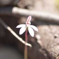 Caladenia fuscata (Dusky Fingers) at Wamboin, NSW - 1 Oct 2020 by natureguy