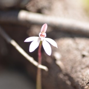 Caladenia fuscata at Wamboin, NSW - 1 Oct 2020