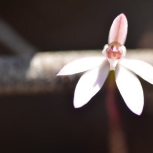 Caladenia fuscata at Wamboin, NSW - 1 Oct 2020