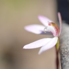 Caladenia fuscata at Wamboin, NSW - 1 Oct 2020