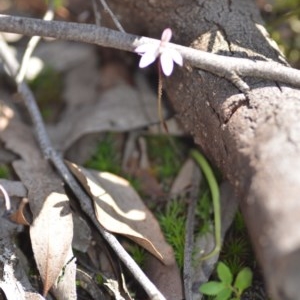 Caladenia fuscata at Wamboin, NSW - 1 Oct 2020