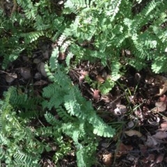 Acacia sp. (A Wattle) at Red Hill to Yarralumla Creek - 4 Dec 2020 by jennyt