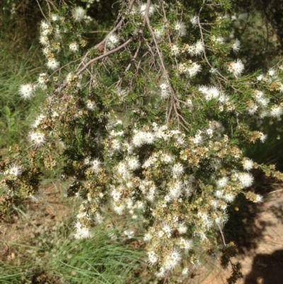 Kunzea ericoides (Burgan) at Hughes, ACT - 5 Dec 2020 by jennyt