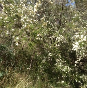 Kunzea ericoides at Hughes, ACT - 5 Dec 2020