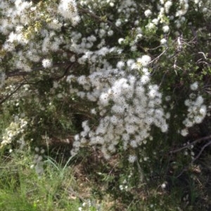 Kunzea ericoides at Hughes, ACT - 5 Dec 2020