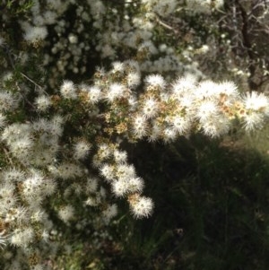 Kunzea ericoides at Hughes, ACT - 5 Dec 2020