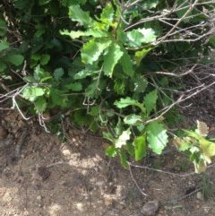 Quercus robur (English Oak) at Red Hill to Yarralumla Creek - 4 Dec 2020 by jennyt