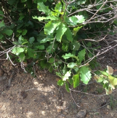 Quercus robur (English Oak) at Hughes Grassy Woodland - 4 Dec 2020 by jennyt