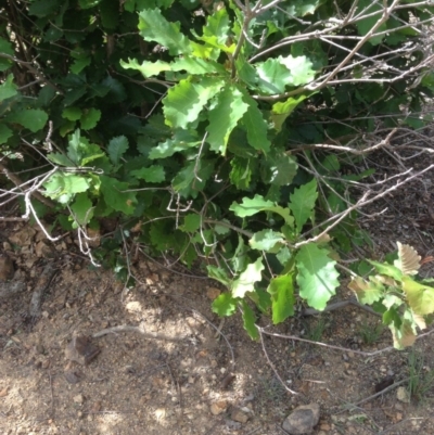 Quercus robur (English Oak) at Deakin, ACT - 5 Dec 2020 by jennyt