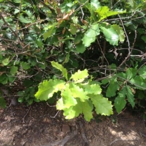 Quercus robur at Deakin, ACT - 5 Dec 2020 10:05 AM