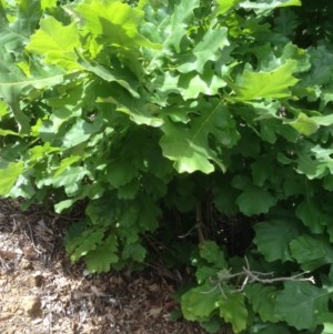 Quercus robur at Deakin, ACT - 5 Dec 2020