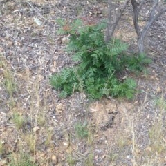 Pistacia chinensis (Chinese Pistachio) at Red Hill to Yarralumla Creek - 4 Dec 2020 by jennyt