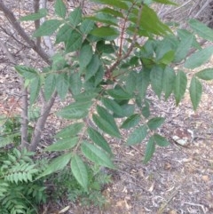 Pistacia chinensis at Deakin, ACT - 5 Dec 2020 10:07 AM